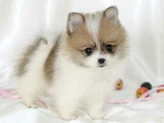 Teacup Pomeranian Desktop Wallpaper Dogbreedswallpaper