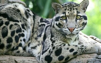 Ocelot Wallpaper