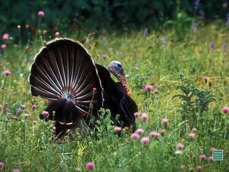 A Wild Turkey Desktop Background