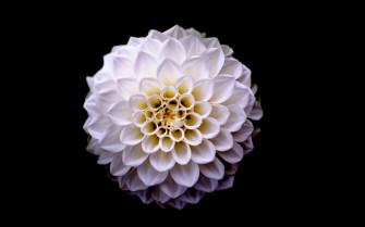 Dahlia Floral Flower 5k 4k HD Wallpaper Image