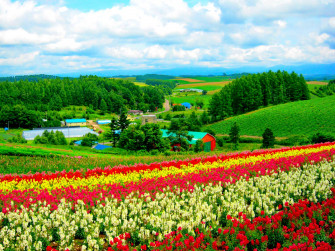 Field Of Flowers Wallpaper