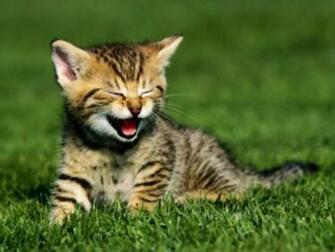 Baby Tiger Wallpaper Walljpeg