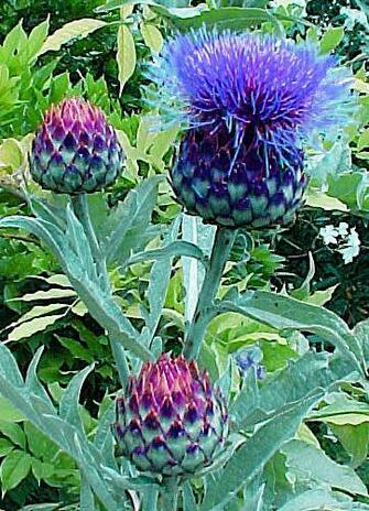 Nance Ruth On Nature Botany