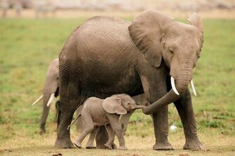 Cute Baby Elephant Pictures