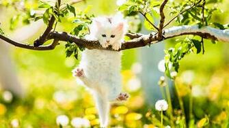 Wallpaper Spring Pc R31zm6s Wallperio