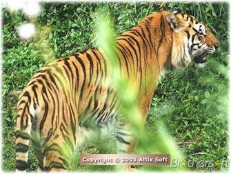 Big Cats Screensaver