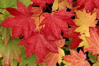Autumn Desktop Mac Background Nature Wallpaper HD