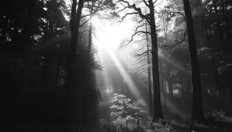 Black And White Nature Wallpaper
