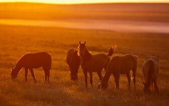 Wild Horses Wallpaper