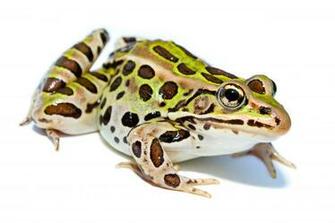 Northern Leopard Frog Wikipedia