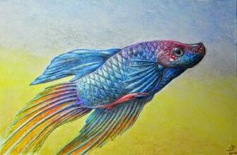 Betta Fish Photos Wallpaper The Fun Bank