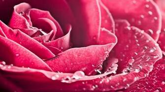 Wallpaper Special Rose Pixel Exotic