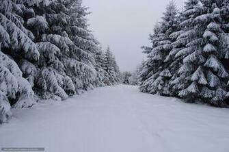 Wallpaper Winter Trees Snow Landscape Desktop