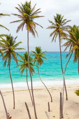 Tropical Beach With Palm Trees Stock Photo HD Public Domain