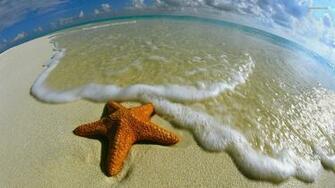 Starfish Wallpaper