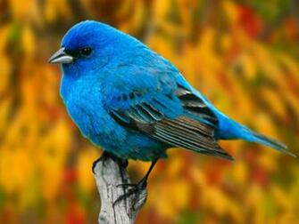 Wallpaper Pictures Beautiful Birds Desktop
