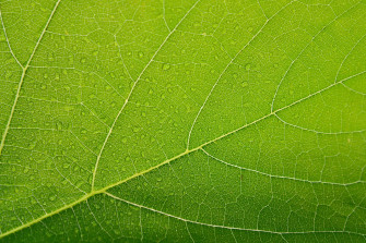 Leaf 4k Plane Wallpaper HD Nature Image Photos