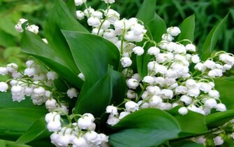 Lily Of The Valley Desktop Wallpaper