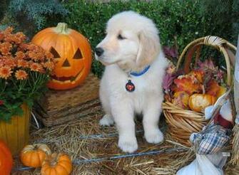 Halloween Dogs Animals Dog Costume