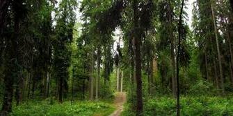 Bigger Forest Live Wallpaper 3d For Android Screenshot