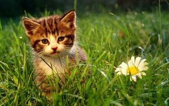 Kittens Wallpaper Grass Desktop