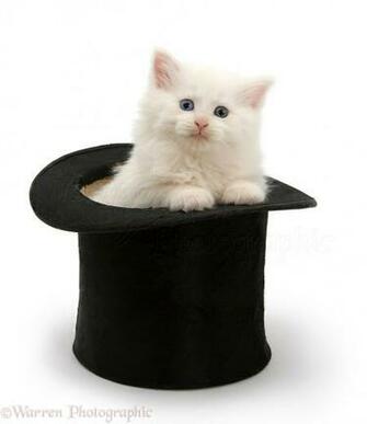 White Maine Coon Kitten In A Top Hat Photo Wp19639