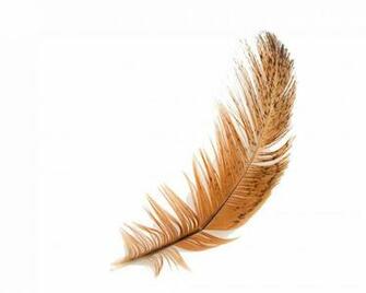 Feather HD Desktop Wallpaper White