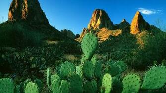 Cactus Amonst Sand Wallpaper Myspace Background