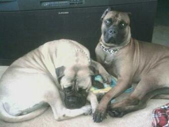 The Beautiful Bullmastiff Wallpaper