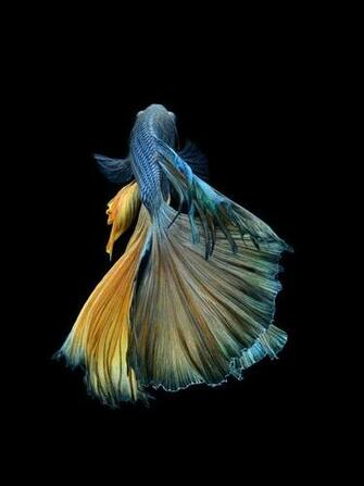 iPhone 6s Announced With Betta Background Live Tropical Fish