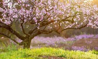 Spring Shipping Starts Today Arbor Day