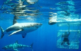 Wallpaper Shark Pictures