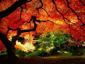 Maple In Autumn Desktop Pc And Mac Wallpaper