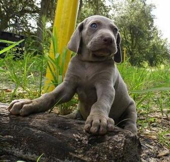 Weimaraner Dog In The Rack Photo And Wallpaper Beautiful