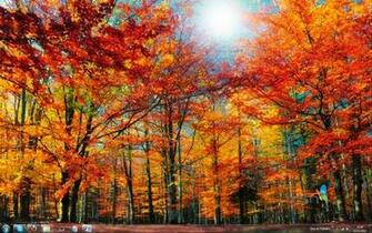 Msn Wallpaper And Screensaver Pack Autumn Baixaki