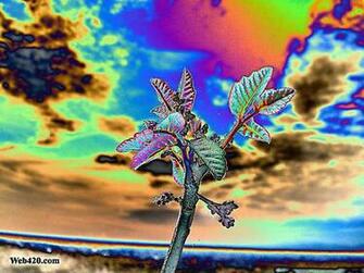 Psychedelic Nature Category Wallpaper Image