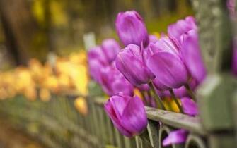HD Purple Tulip Wallpaper