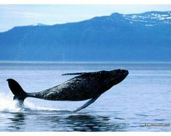 HDwallpaper Eu Breaching Humpback Whale Html