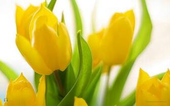 Ef F Dba C D Spring Bloom Screensaver