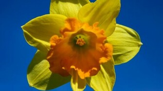Daffodil Wallpaper