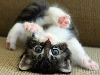 Cute Cats Image And HD Wallpaper