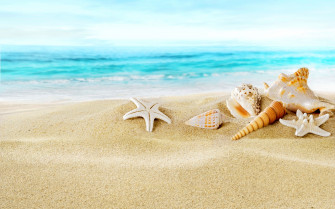 Seashells On The Beach Wallpaper