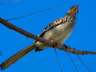 Read Rmation About The Yellow Billed Hornbill