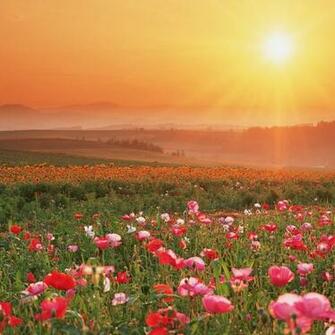 Sunshine Flower Natural Wallpaper iPad Background