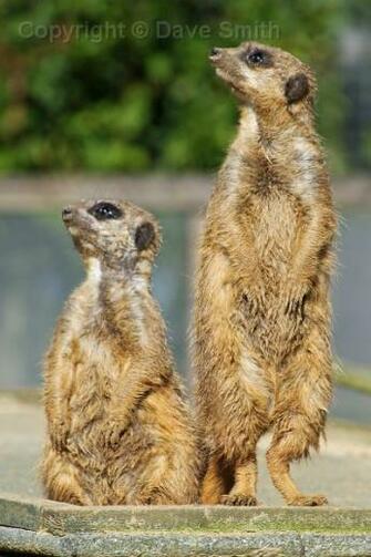 Image Meerkat Animals Pc Android iPhone And iPad Wallpaper