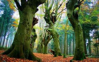 HD Nature Image Wallpaper Of Natures Organic Plants