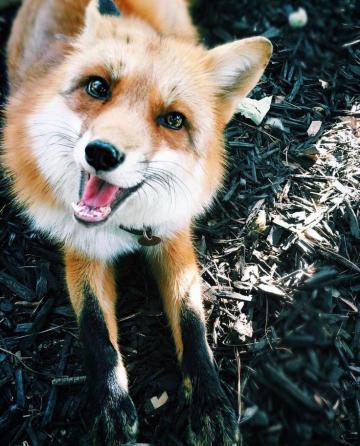 Living With Juniper Juniperfoxx Pet Fox Pictures Animals