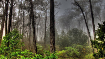 Forest Wallpaper