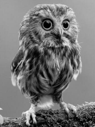 Cute Little Owl Screensaver For Amazon Kindle