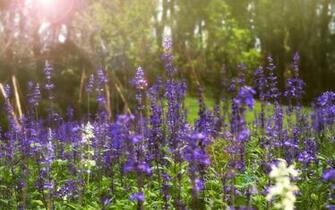 Lavender Wallpaper HD S